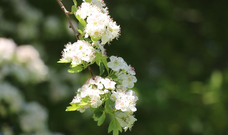 Crataegus sp (L. 1753)