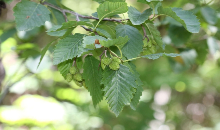 Alnus incana (L.) Moench, 1794