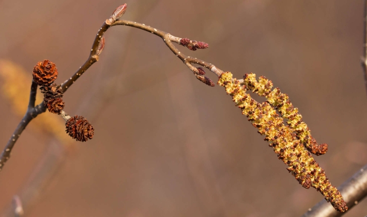 Alnus incana (L.) Moench, 1794
