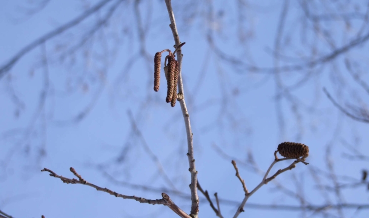 Alnus incana (L.) Moench, 1794