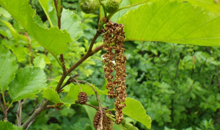 Alnus alnobetula (Ehrh.) K.Koch, 1872
