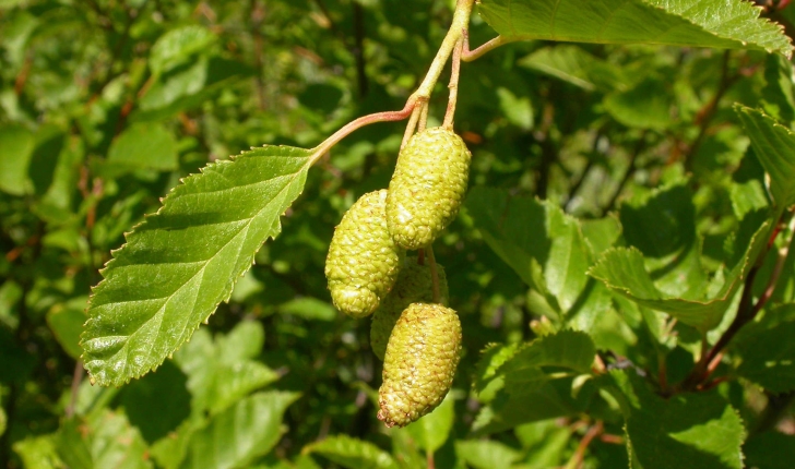 Alnus alnobetula (Ehrh.) K.Koch, 1872