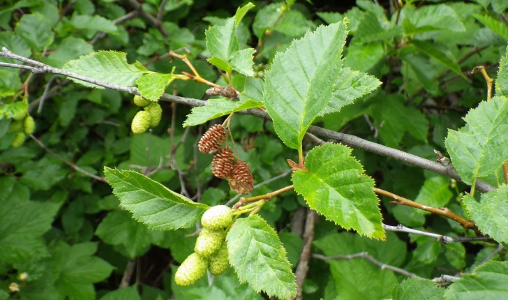 Alnus alnobetula (Ehrh.) K.Koch, 1872