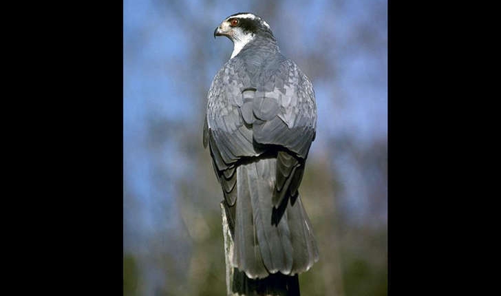Accipiter gentilis (Linnaeus, 1758)