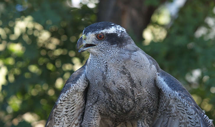 Accipiter gentilis (Linnaeus, 1758)