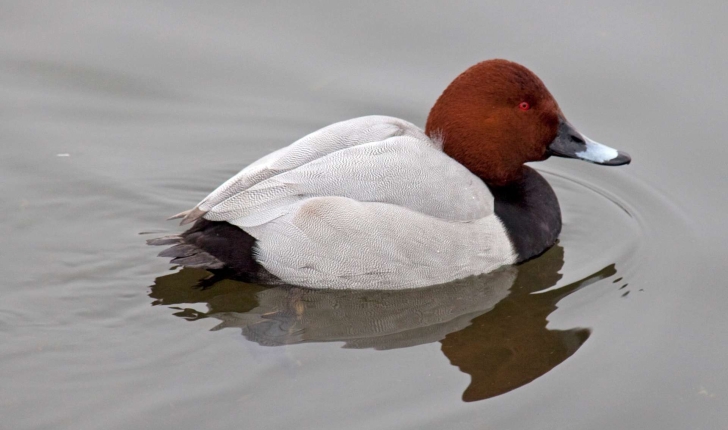 Aythya ferina (Linnaeus, 1758)