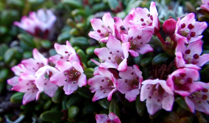 Loiseleuria procumbens (L.)