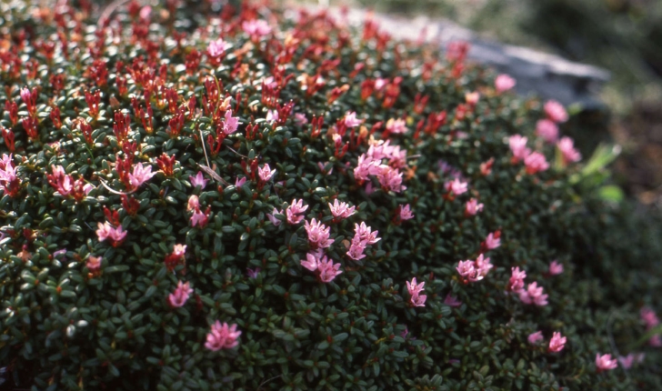 Loiseleuria procumbens (L.)