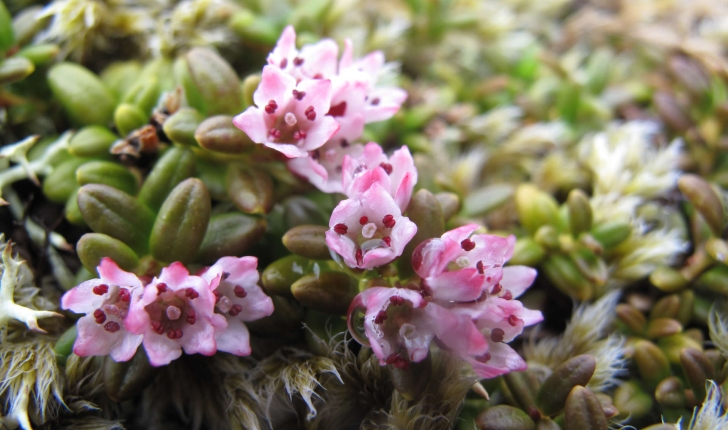 Loiseleuria procumbens (L.)