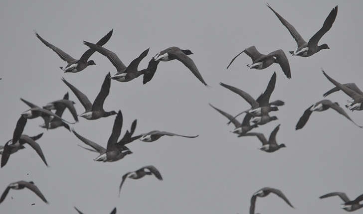Branta bernicla (Linnaeus, 1758)