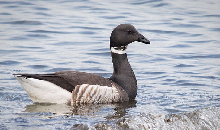 Branta bernicla (Linnaeus, 1758)
