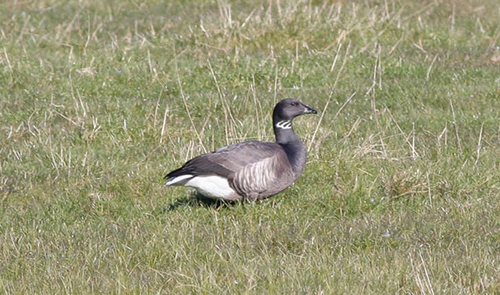 Branta bernicla (Linnaeus, 1758)