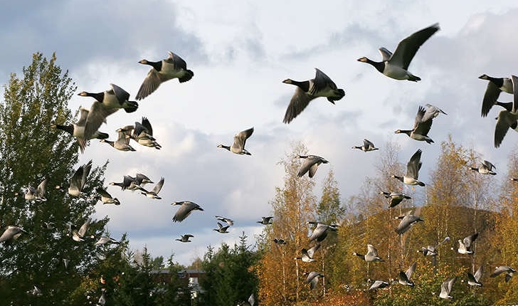Branta leucopsis (Bechstein, 1803)