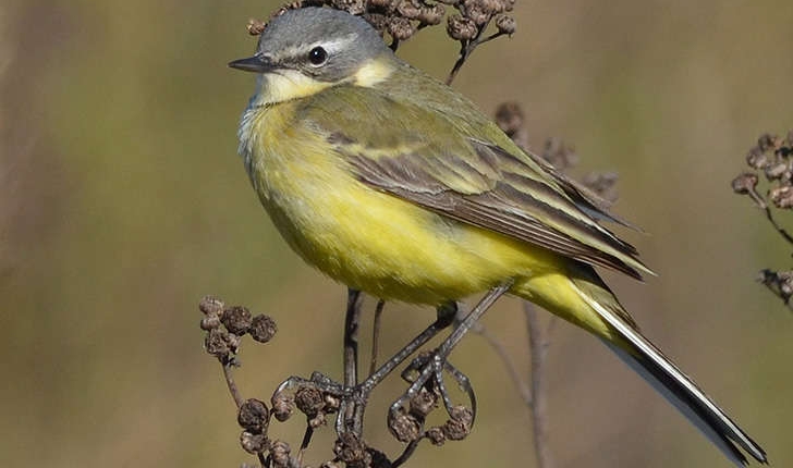 Motacilla flava (Linnaeus, 1758)