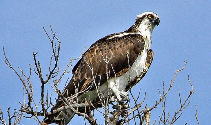 Pandion haliaetus (Linnaeus, 1758)