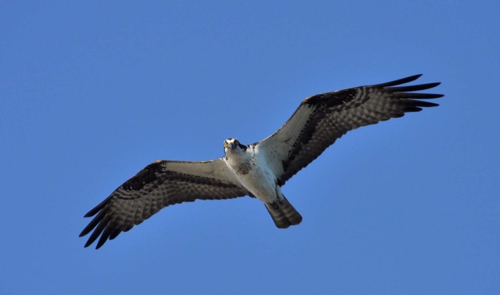 Pandion haliaetus (Linnaeus, 1758)