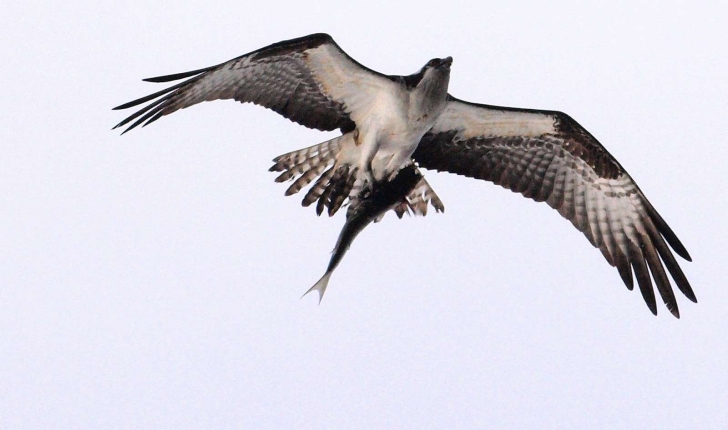 Pandion haliaetus (Linnaeus, 1758)