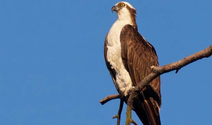 Pandion haliaetus (Linnaeus, 1758)