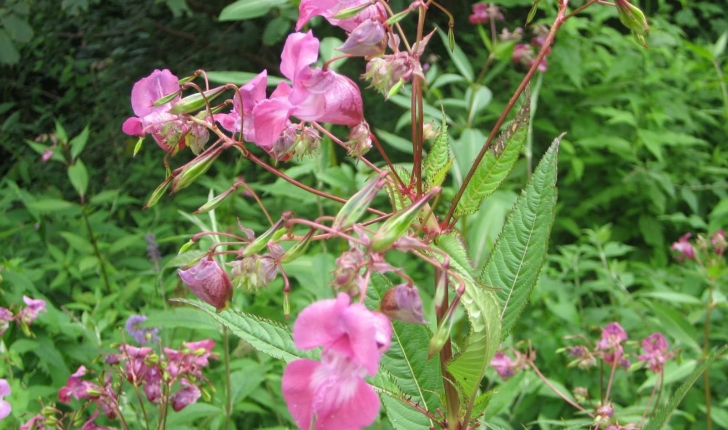 Impatiens glandulifera Royle