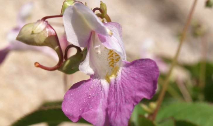 Impatiens balfourii (Hook. f.)