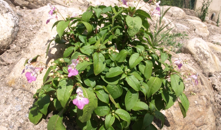 Impatiens balfourii (Hook. f.)