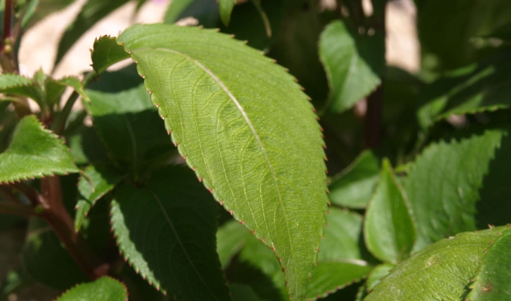 Impatiens balfourii (Hook. f.)