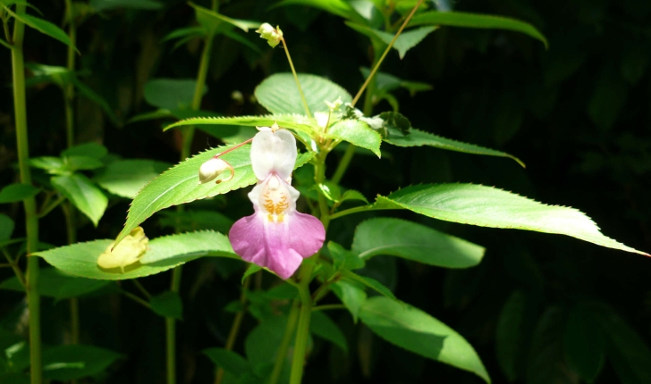 Impatiens balfourii (Hook. f.)