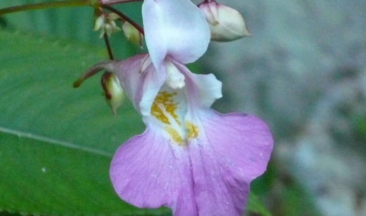 Impatiens balfourii (Hook. f.)