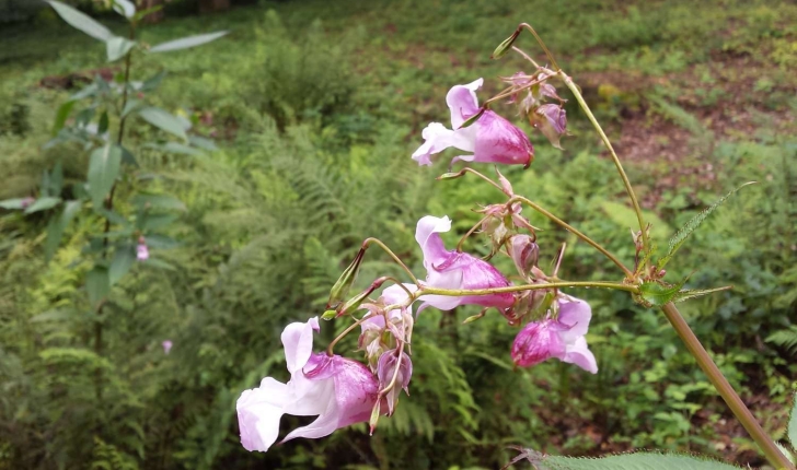 Impatiens glandulifera Royle