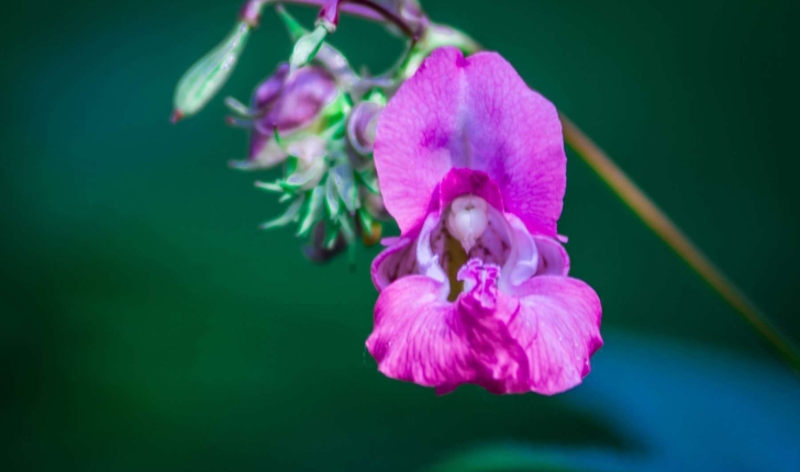 Impatiens glandulifera Royle