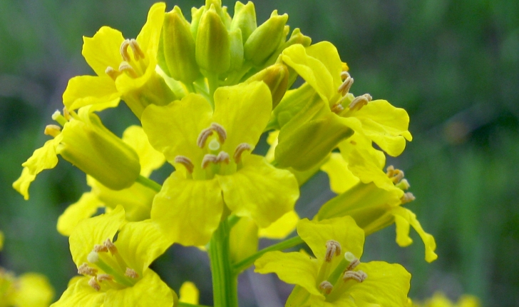 Barbarea vulgaris (W.T.Aiton, 1812)