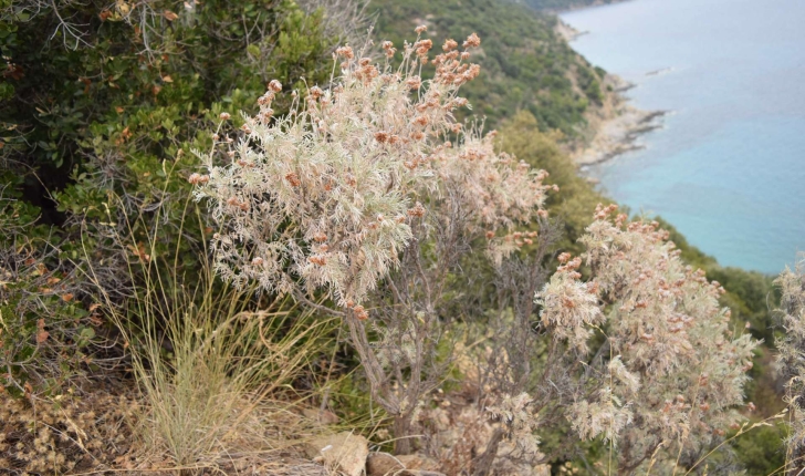 Anthyllis barba jovis (L. 1753)