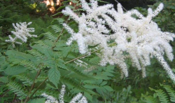 Aruncus dioicus (Walter) Fernald