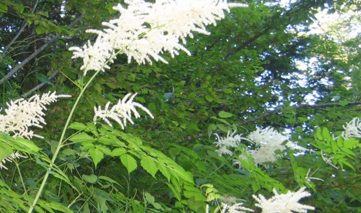 Aruncus dioicus (Walter) Fernald