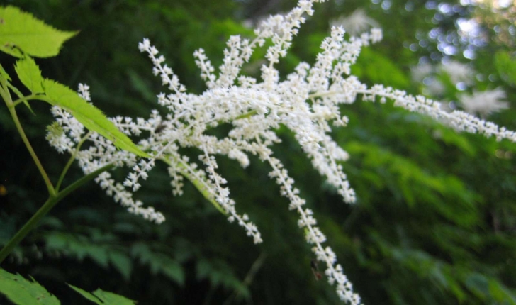 Aruncus dioicus (Walter) Fernald
