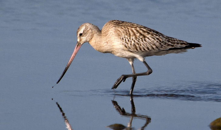 Limosa limosa (Linnaeus, 1758)
