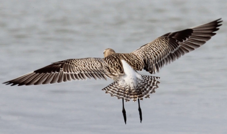 Limosa lapponica (Linnaeus, 1758)