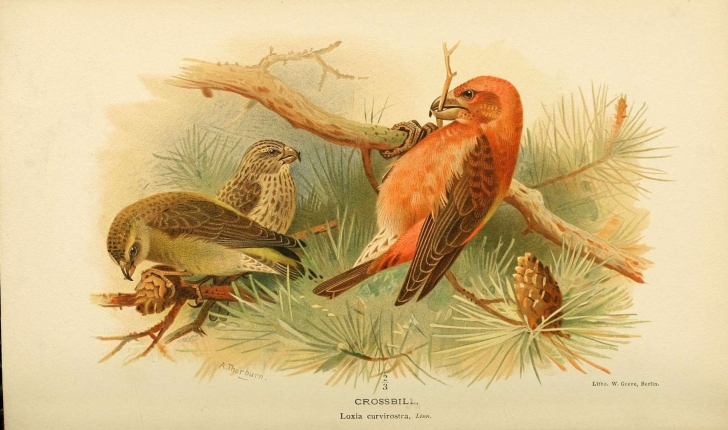 Loxia curvirostra