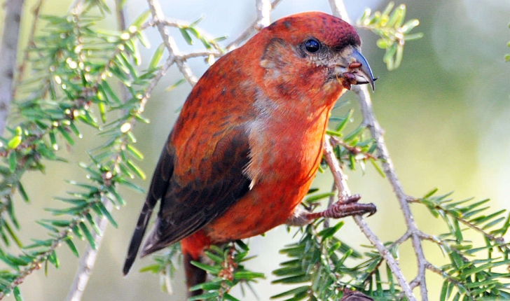 Loxia curvirostra