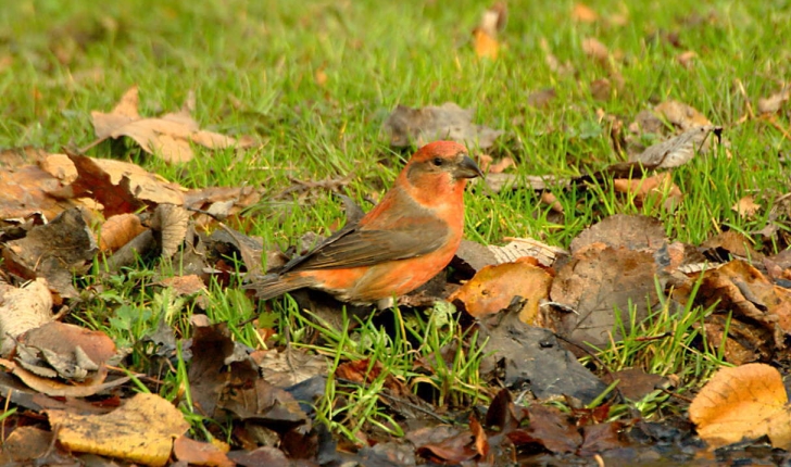 Loxia curvirostra