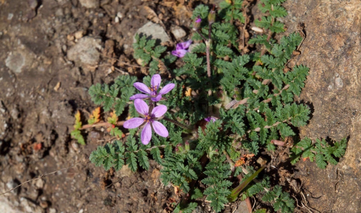 Erodium cicutarium (L.1789)