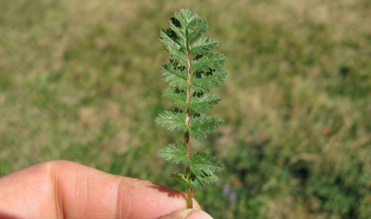 Erodium cicutarium (L.1789)