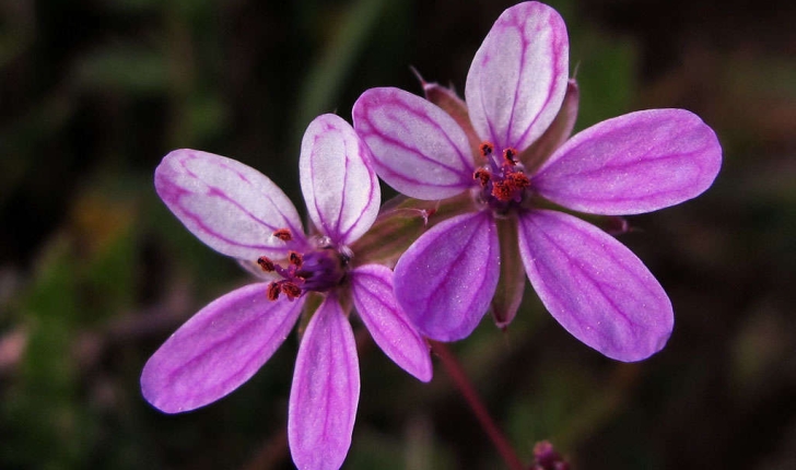 Erodium cicutarium (L.1789)