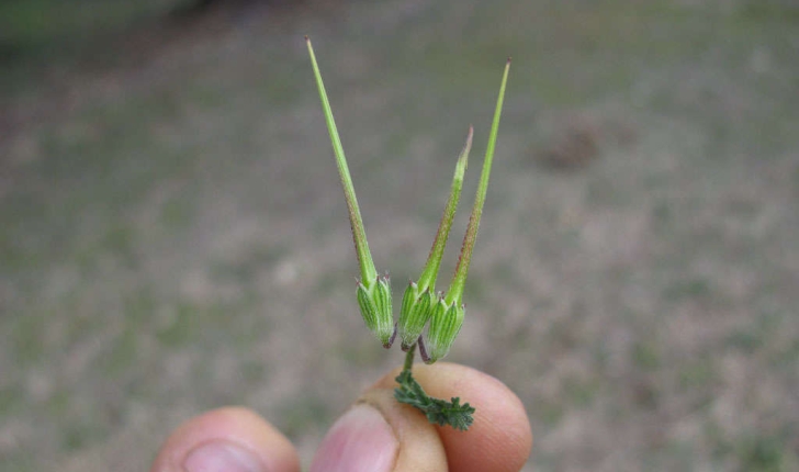 Erodium cicutarium (L.1789)