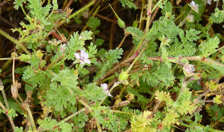 Erodium ssp