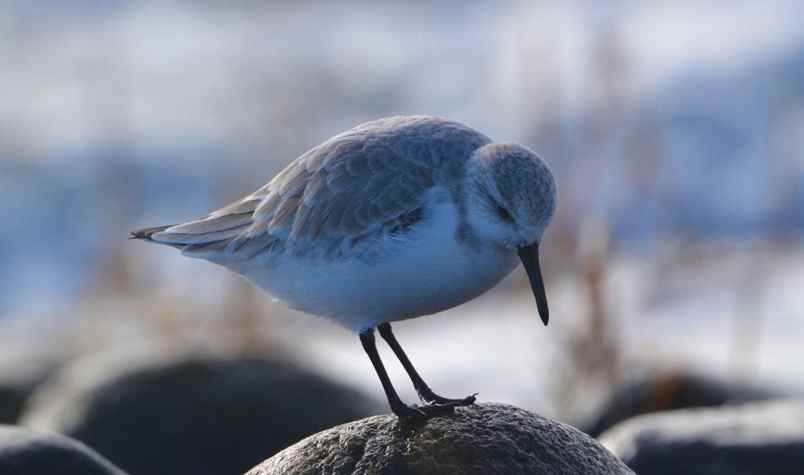 Calidris alba (Pallas, 1764)