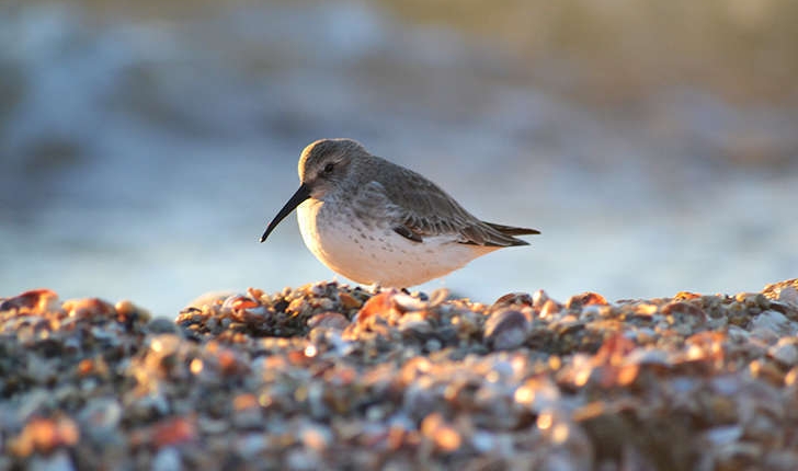 Calidris alpina (Linné, 1758)