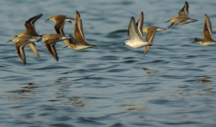Calidris alpina (Linné, 1758)