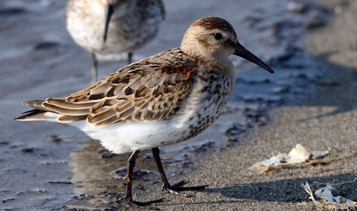 Calidris alpina (Linné, 1758)