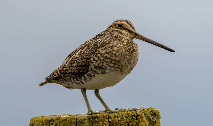 Gallinago gallinago  (Linnaeus 1758)